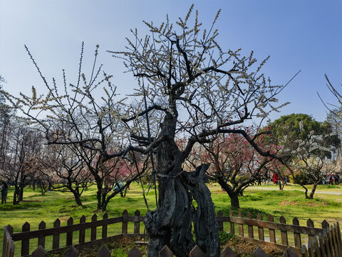 东湖梅花