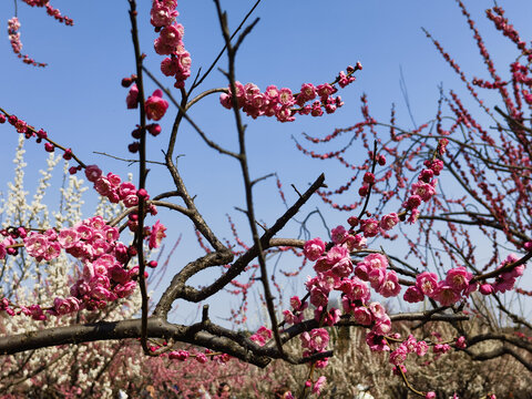 东湖梅花