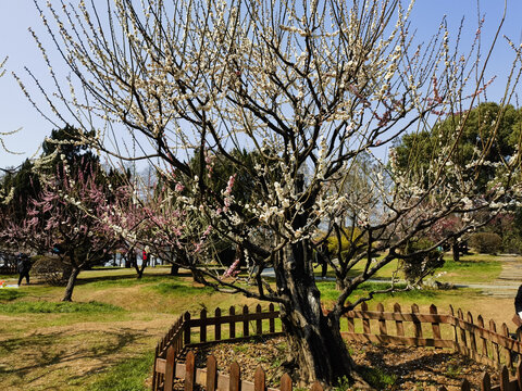 东湖梅花