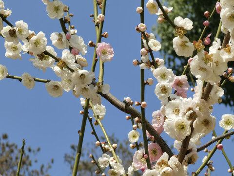 东湖梅花