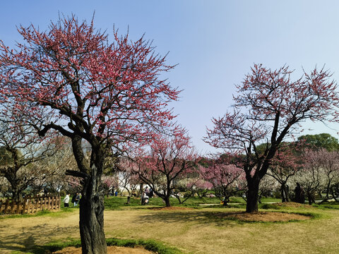 东湖梅花