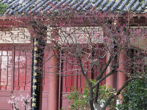 东湖梅花