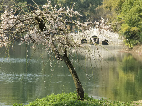 东湖梅花