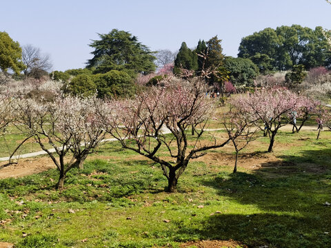 东湖梅花