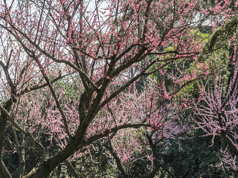 东湖梅花
