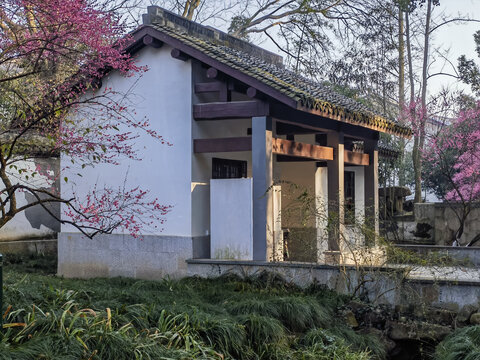灵峰探梅
