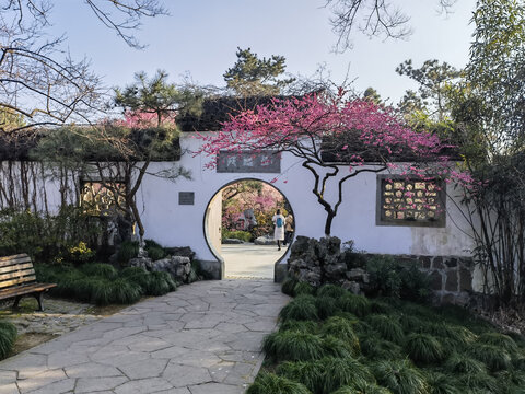 灵峰探梅