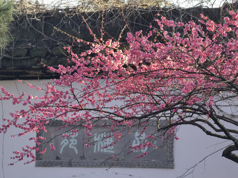 灵峰探梅