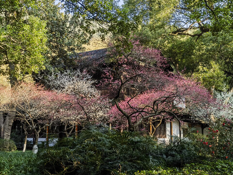 灵峰探梅