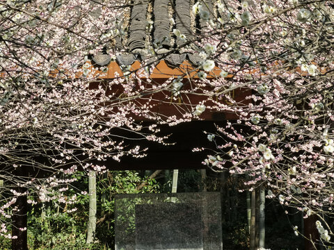 灵峰探梅