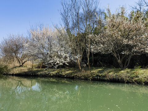 西溪湿地