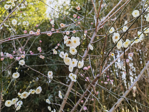 西溪湿地