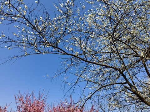 西溪湿地