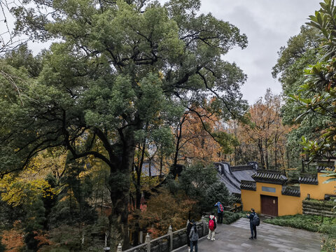 西湖秋色