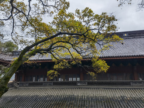 西湖秋色