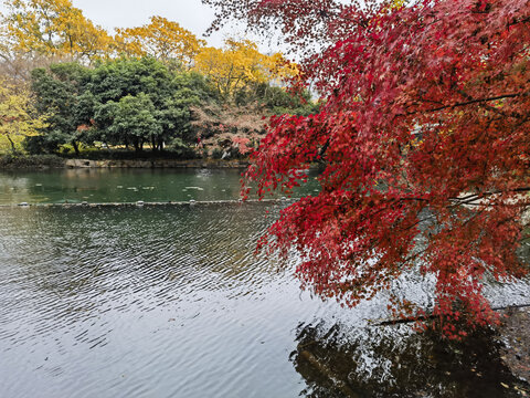 西湖秋色