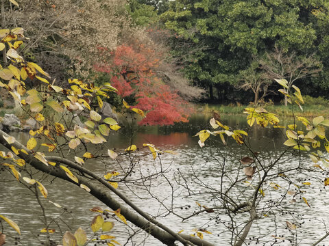 西湖秋色