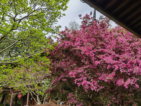 杭州西湖的玛瑙寺