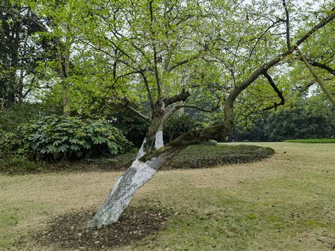 杭州西湖