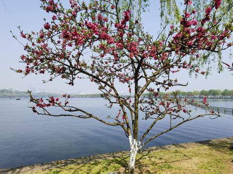 杭州西湖的碧桃