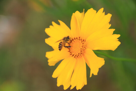 金鸡菊蜜蜂采蜜