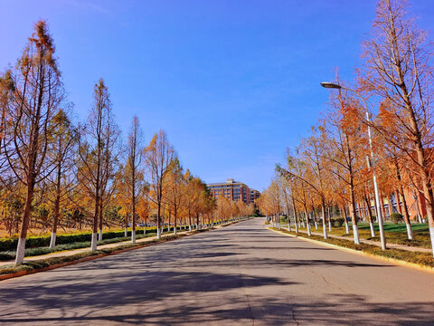 云南大学呈贡校区大道