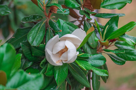 玉兰花开