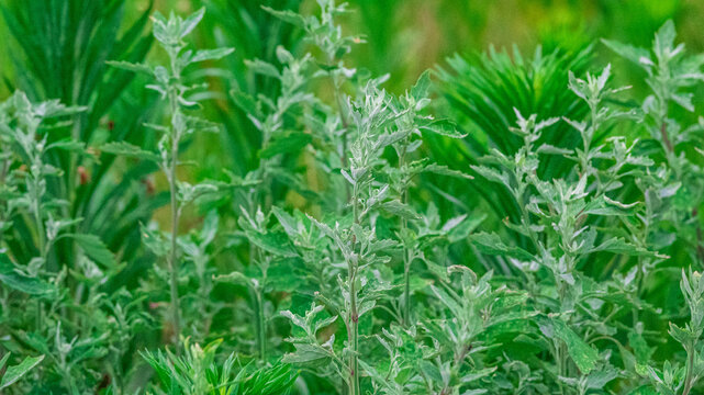 艾草
