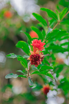 枝头石榴花