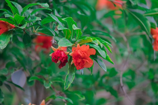 红色石榴花