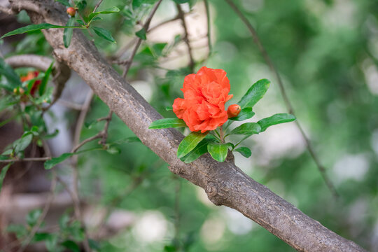 枝头石榴花