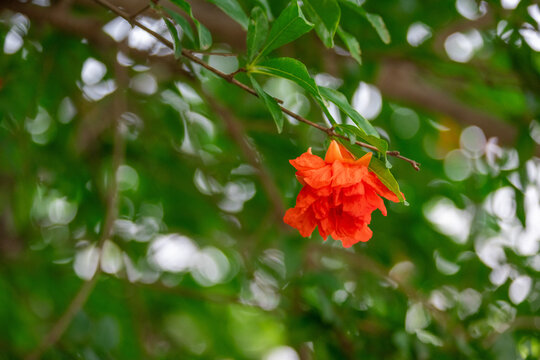 石榴花特写