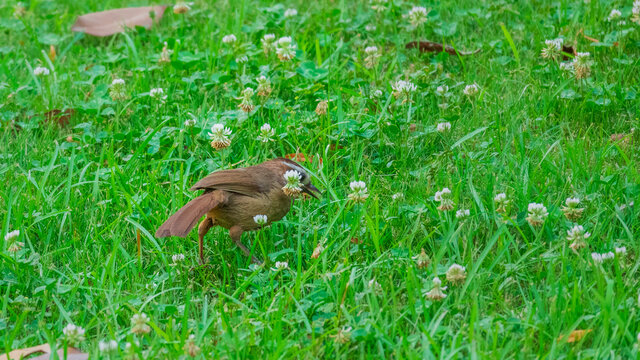 草地上的画眉鸟