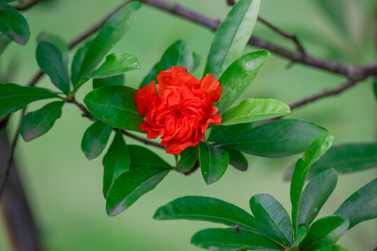 枝头石榴花