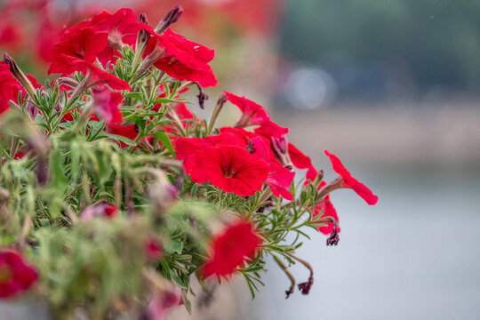 矮牵牛花