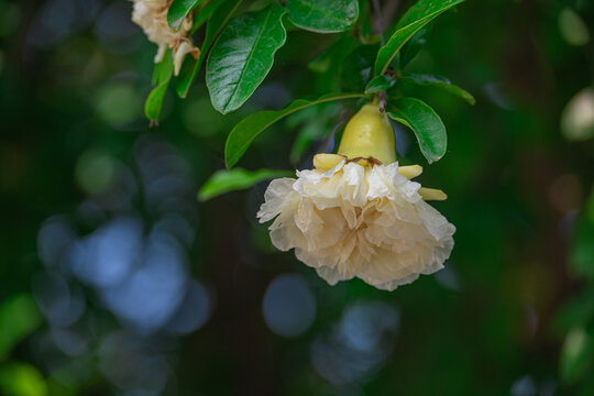 白色石榴花