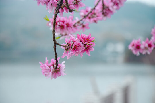 春天盛开的桃花特写