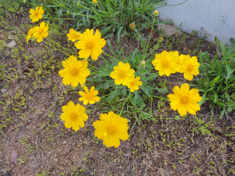 野菊花