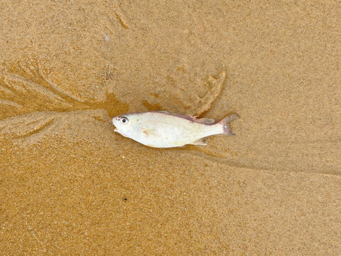 海陵岛海边鱼干