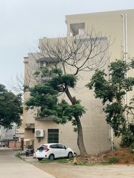 广东农村楼房旁枯树