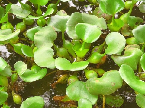 绿色水生植物