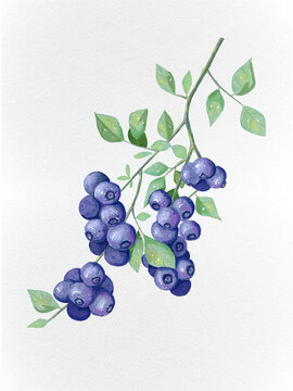 蓝莓水果植物插画风元素