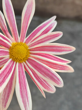 斑纹菊
