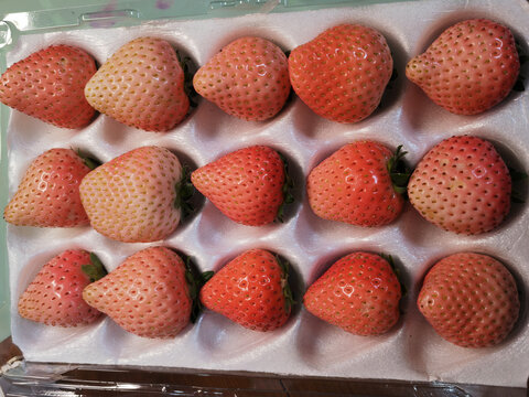 粉色草莓