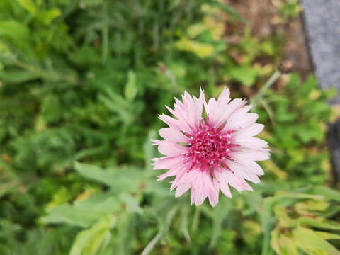粉色矢车菊