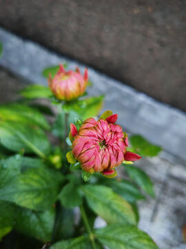 大丽花
