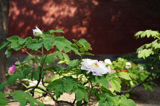 红墙背景前的白色牡丹花