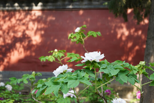 红墙背景前的白色牡丹花