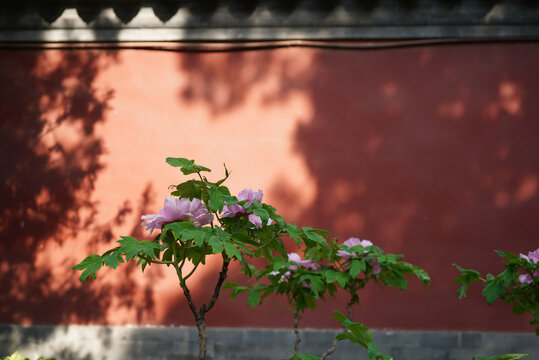 红墙背景前的牡丹花