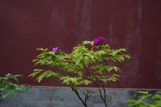 红墙背景前的牡丹花
